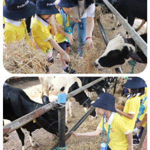 dairy farm visit excursion 01
