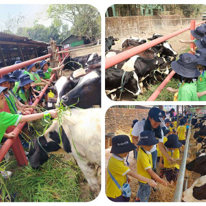 dairy farm visit excursion 01