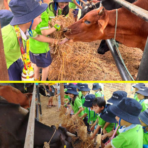 dairy farm visit excursion 01
