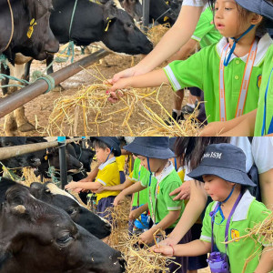 dairy farm visit excursion 01